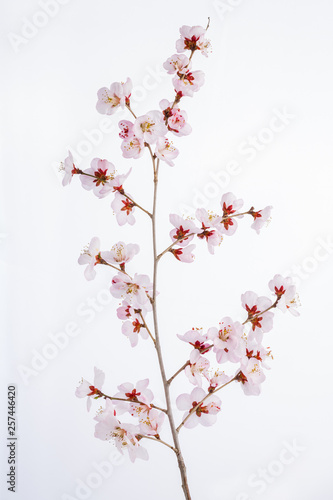 Peach blossom on a white background © ddukang