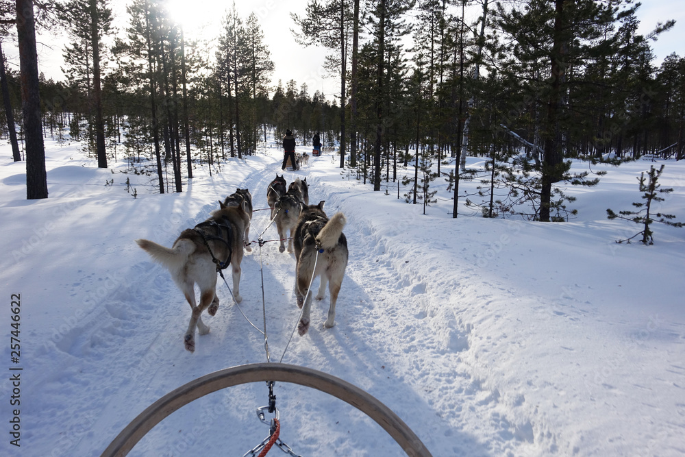 Finland; Husky's running in Lapland Finland; Husky's running in Lapland
