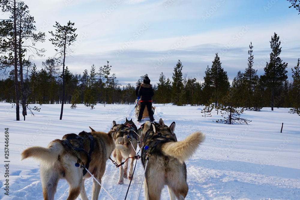 Finland; Husky's running in Lapland Finland; Husky's running in Lapland