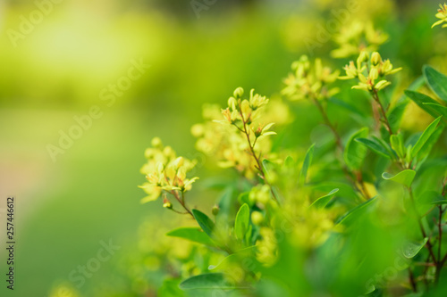 Close up beautiful view of nature green leaves on blurred greenery tree background with sunlight in public garden park. It is landscape ecology and copy space for wallpaper and backdrop.