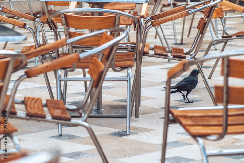 a large black raven walking on a background of wooden with metal chairs placed in a open space cafe area