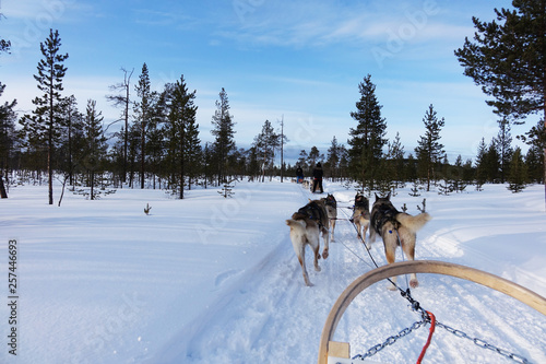Fototapeta Naklejka Na Ścianę i Meble -  Finland; Husky's running in Lapland