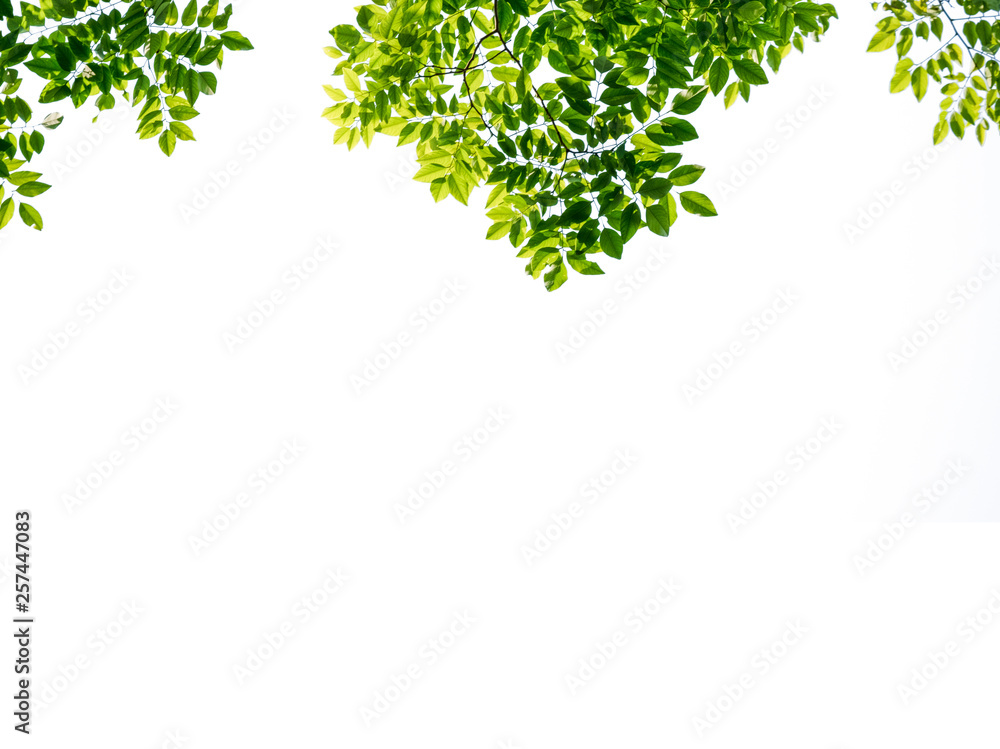 Fototapeta premium Isolated of beautiful tree branch with colorful leaf on white background. Clipping path and copy space- Image.