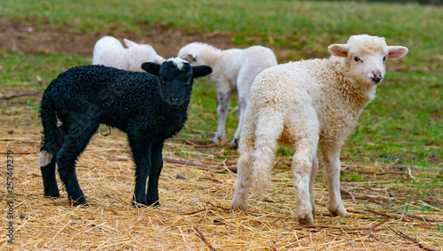 cute lambs close up