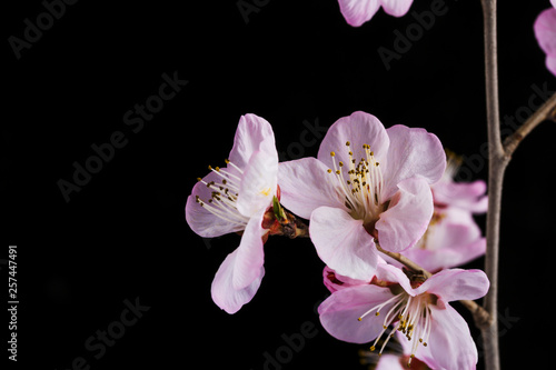 Peach blossom on black background