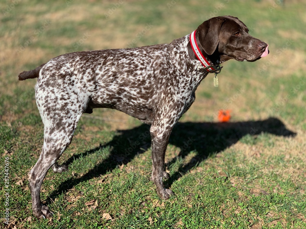 German Shorthair Pointer (GSP) Rescue