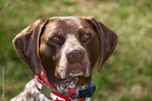 German Shorthair Pointer  GSP  Rescue