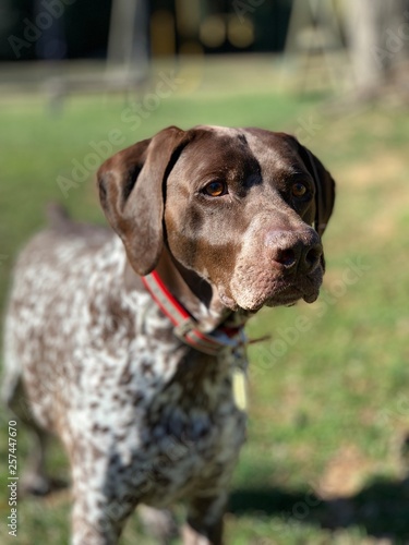 German Shorthair Pointer (GSP) Rescue