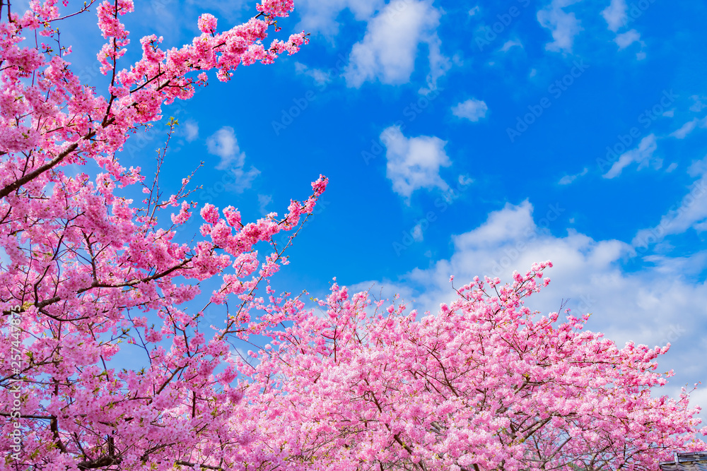 河津桜　静岡県賀茂郡河津町　河津桜まつり