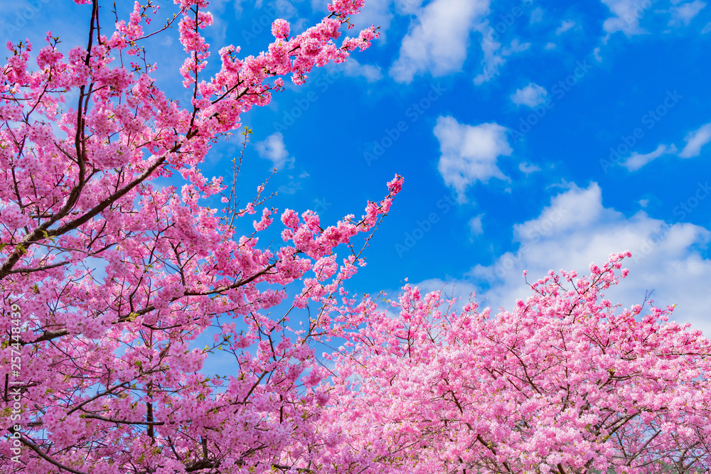 河津桜　静岡県賀茂郡河津町　河津桜まつり