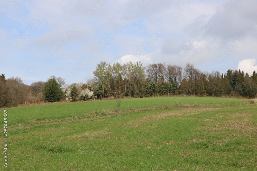 Frühling am Waldrand – Landschaft in der Natur