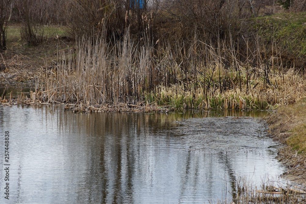 part of the lake with water and dry reeds and grass near the shore part of the lake with water and dry reeds and grass near the shore
