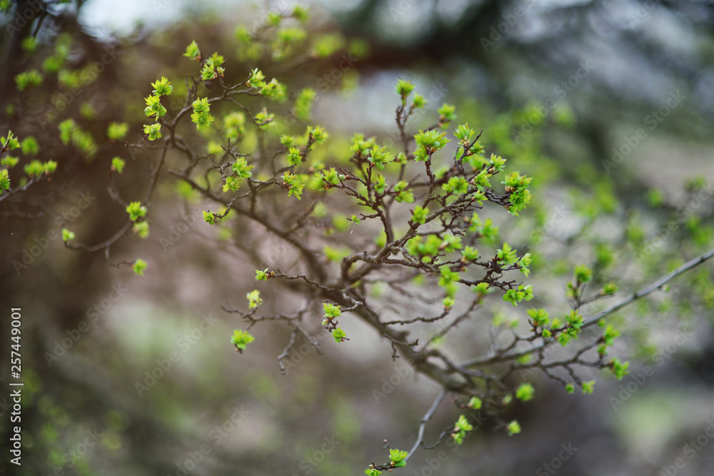 fresh young green leaves on a branch close - up on the background of greenery and spring. fresh young green leaves on a branch close - up on the background of greenery and spring.
