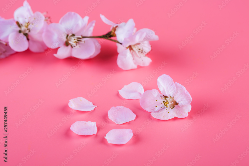 Peach flowers. Peach blossom on a pink background