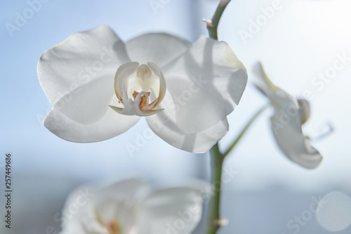 White orchids on sun light, the green bud, a new flower, a butterfly, macro, Phalaenopsis, Doritis, Grafia, Kingidium, Kingiella, Lesliea, Synadena, Stauroglottis, Stauritis, Polystylus, Polychilos