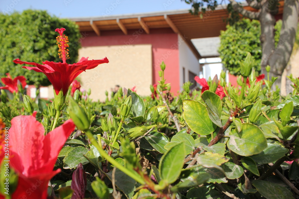 red flower in the green garden Morocco