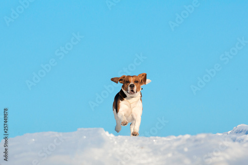 Portrait of a Beagle dog in winter, sunny day