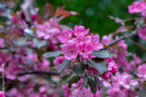 Spring blooms in a plum tree.