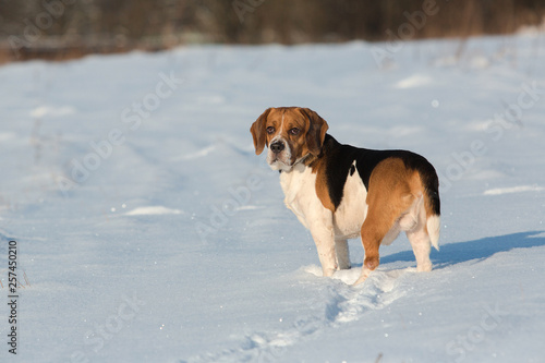 Fototapeta Naklejka Na Ścianę i Meble -  Portrait of a Beagle dog in winter, sunny day