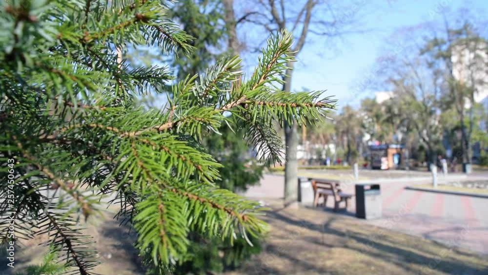 View through the green pine branches of the Park in the city. View through the green pine branches of the Park in the city.