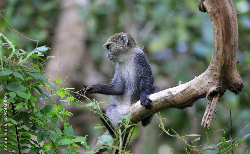 small monkey on branch in forest