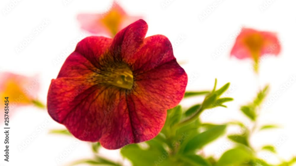 Blooming orange Petunia on white background Blooming orange Petunia on white background