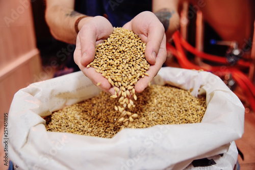 Beer malt comes close to the bag from the hands of the brewer. Brewing, mini-brewery