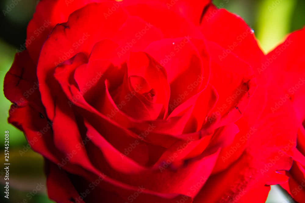 Rosenrot Rosenrot