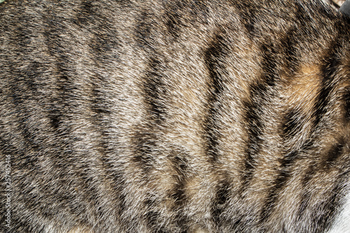 cat fur closeup texture background