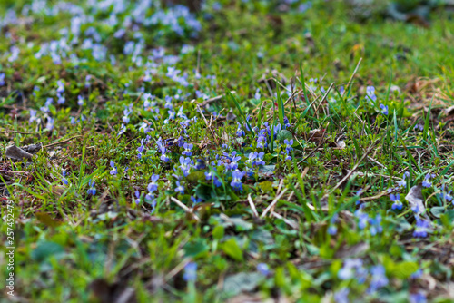 Close up of Sweet violet (Viola odorata). selective focus.  Spring concept.