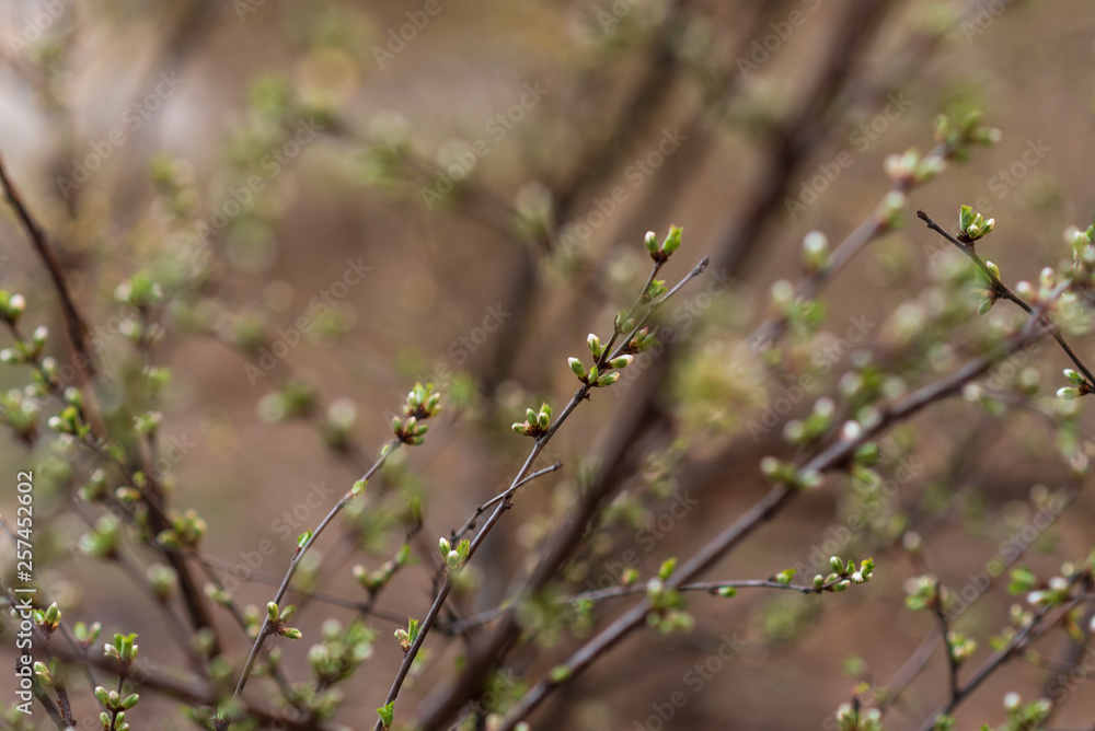 The first green leaves on the twigs. Selective focus. Spring concept. natural bokeh effect The first green leaves on the twigs. Selective focus. Spring concept. natural bokeh effect