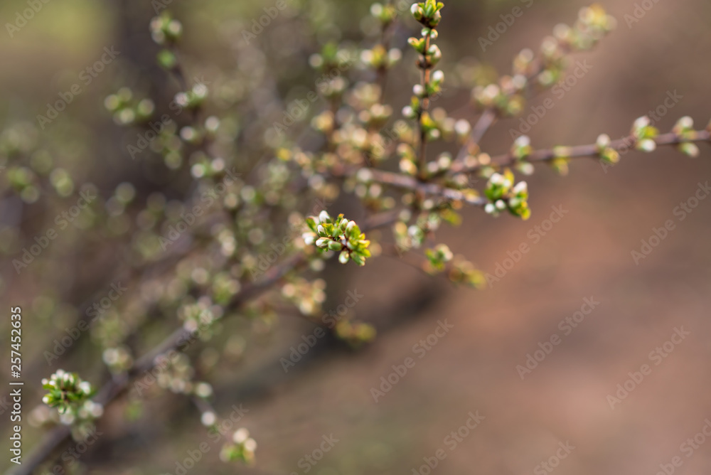 The first green leaves on the twigs. Selective focus. Spring concept. natural bokeh effect The first green leaves on the twigs. Selective focus. Spring concept. natural bokeh effect