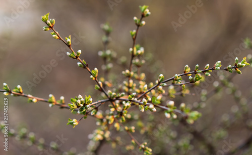 The first green leaves on the twigs. Selective focus. Spring concept. natural bokeh effect © Anna