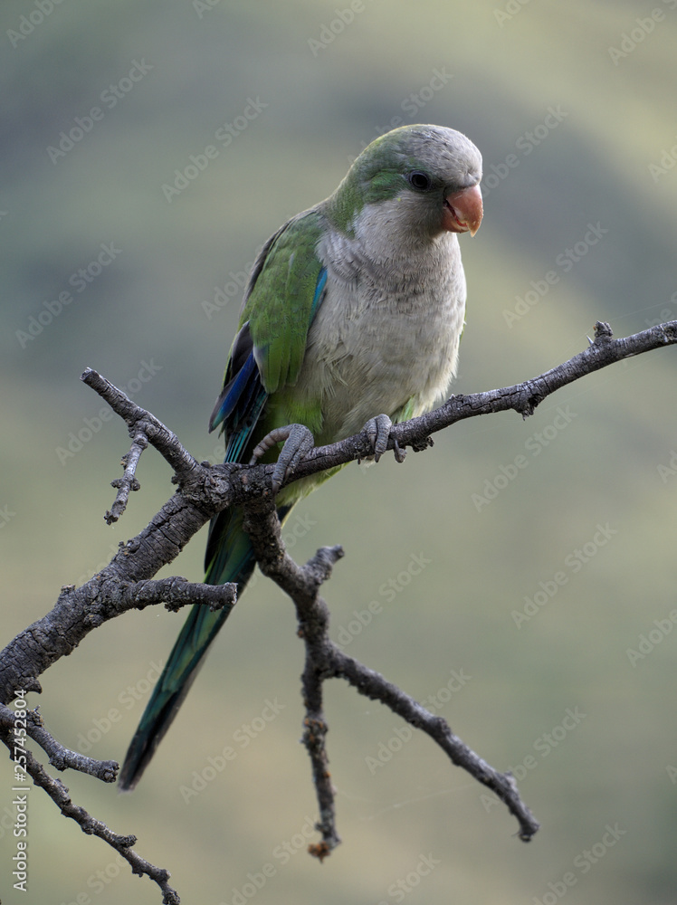 A parrot on a tree in Merlo, San Luis, Argentina.