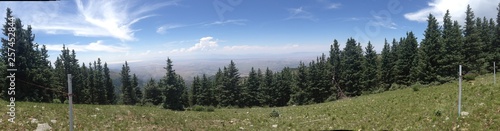 Panorama of New Mexico Forest