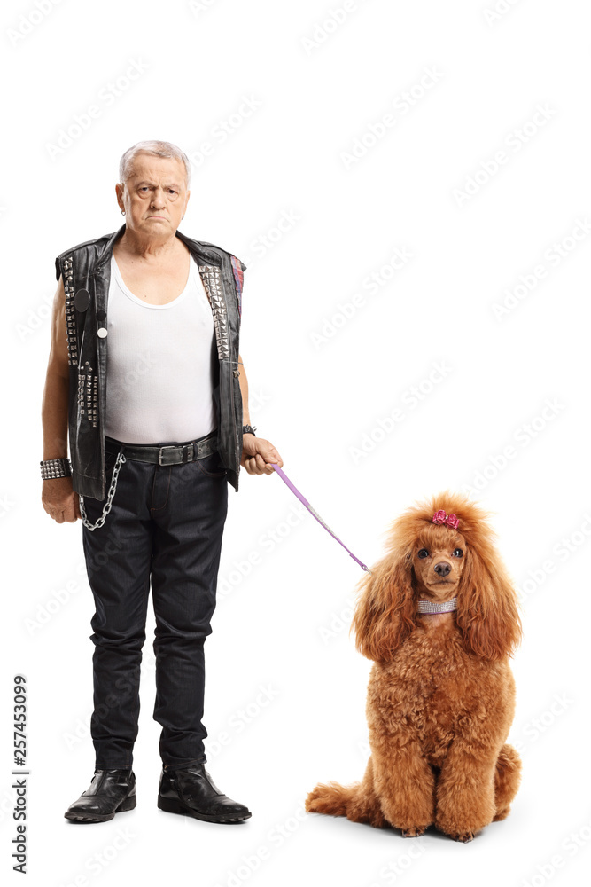 Mature punker standing with a groomed red poodle dog Mature punker standing with a groomed red poodle dog