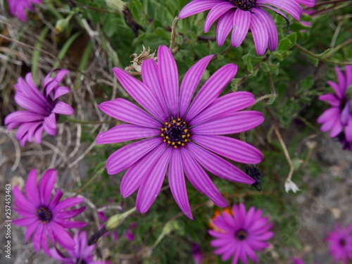 Fotografie Fleur de l'île de Madère