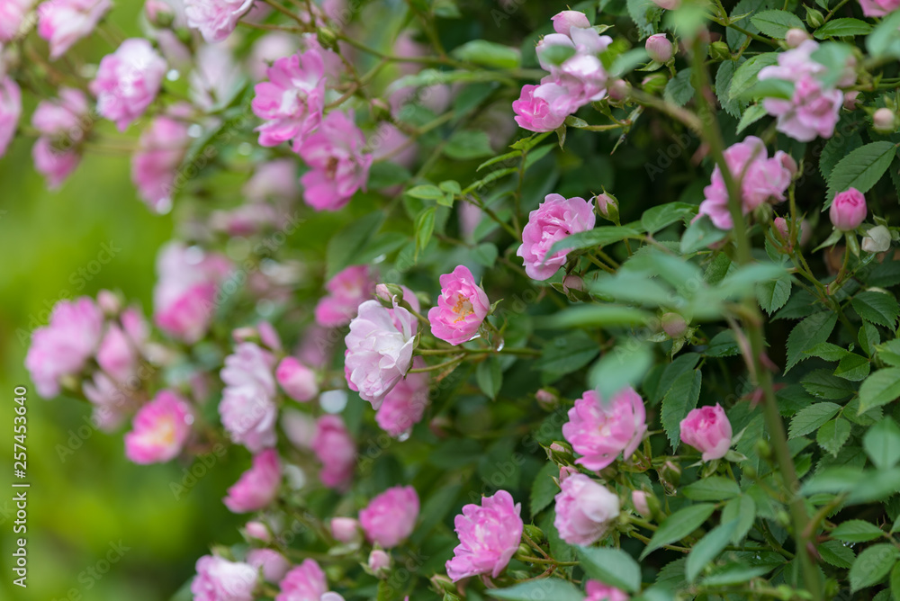 Pink miniature roses flowers wetted by rain Pink miniature roses flowers wetted by rain