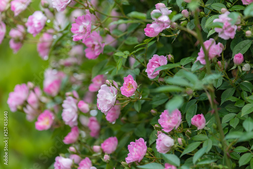 Pink miniature roses flowers wetted by rain