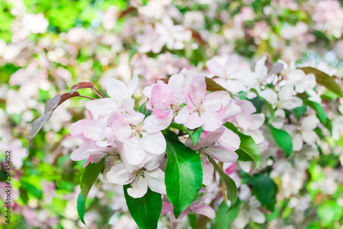 blooming apple, peach and pear