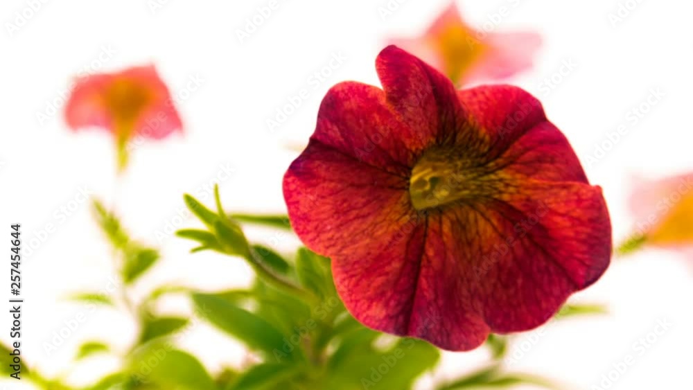 Blooming orange Petunia on white background Blooming orange Petunia on white background