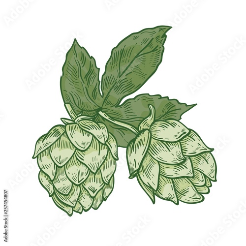 Botanical drawing of green fresh organic hop flower buds and leaves. Detail of perennial plant cultivated for beer brewing hand drawn on white background. Realistic vintage vector illustration.
