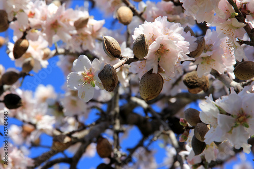 mandelblüten mit mandeln des vorjahres