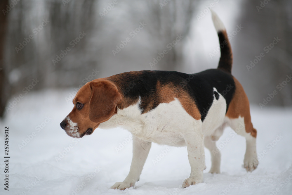 Dog breed Beagle walking in winter forest
