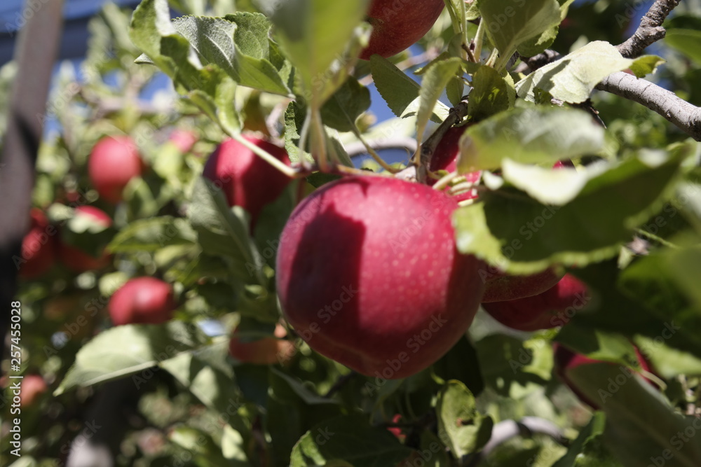 Ripe Apple ready to be picked
