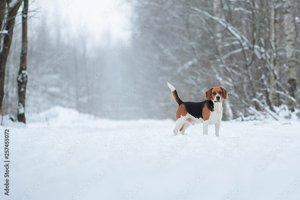 Dog breed Beagle standing in winter forest Dog breed Beagle standing in winter forest