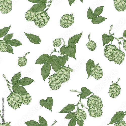 Botanical seamless pattern with fresh organic hop flowers on white background