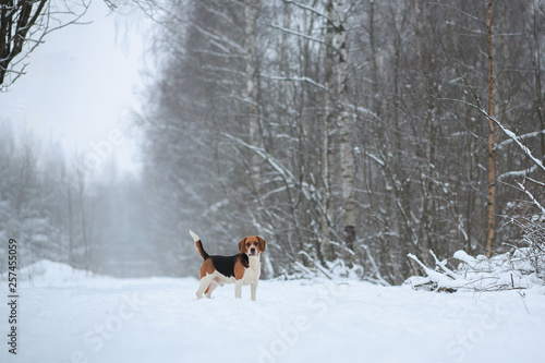 Fototapeta Naklejka Na Ścianę i Meble -  Dog breed Beagle standing in winter forest