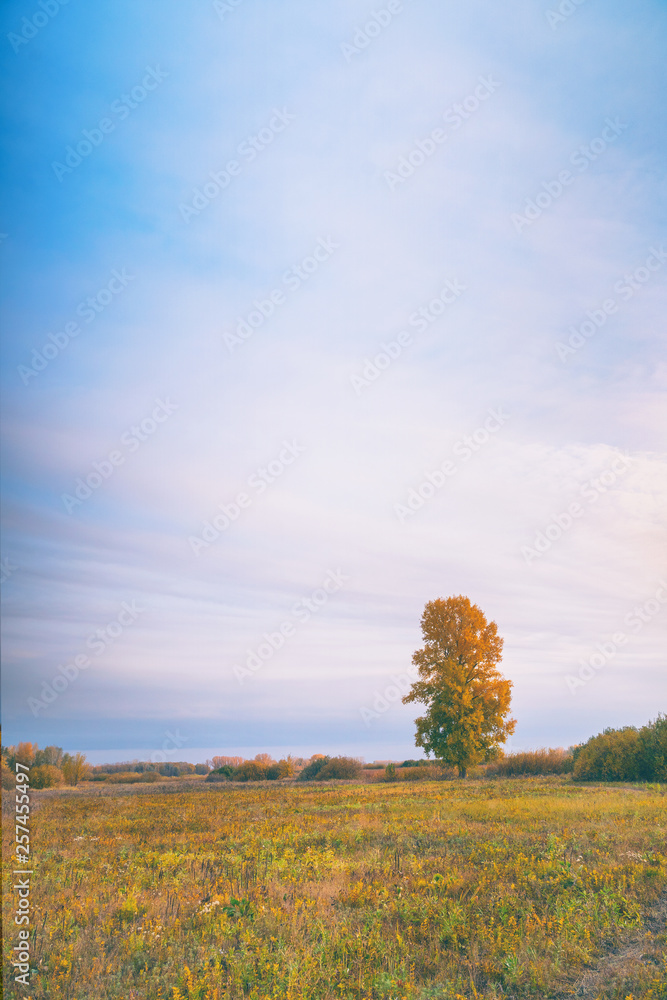 Fototapeta premium Old tall poplar with yellow leaves on autumn meadow