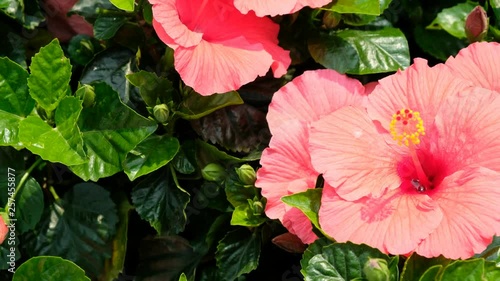 Red Hawaiian hibiscus in the garden